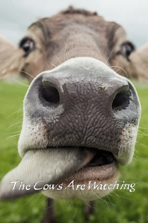 The Cows Are Watching poszter