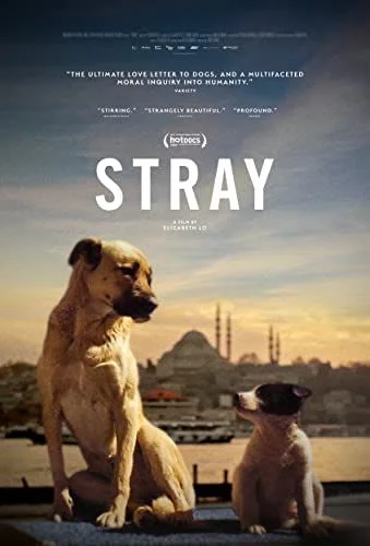Stray (2020) poszter