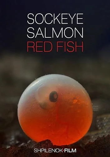 Vörös lazacok (2020) poszter