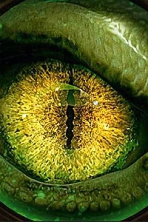 Monsterquest Specials - 1. évad (2020) poszter